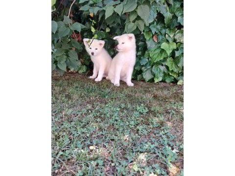 Akkuş üretim çiftliğinden akita yavruları