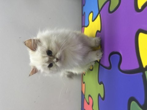 2 aylık yavrular mavi gözlü british longhair