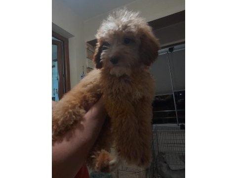 Acil yavrumuza yuva arıyoruz köpeğimize