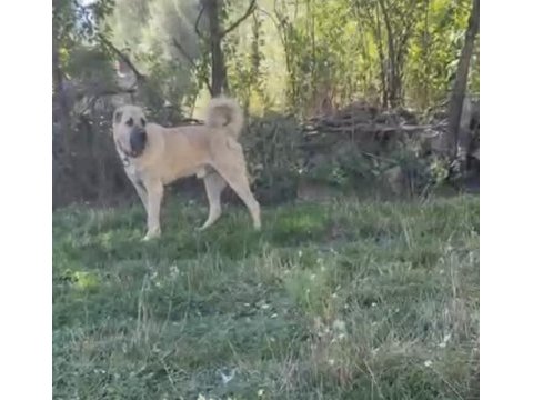 Domuza kurda garantili sürü köpekleri