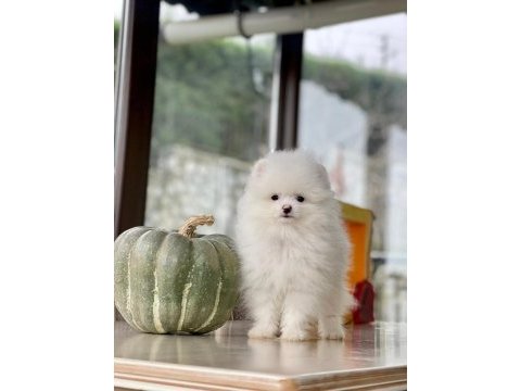 Sakarya pomeranian boo