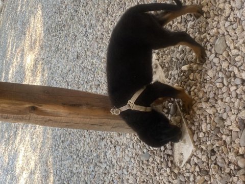 Prenses dişi rottweiler yavru