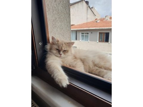 Şecereli british longhair kedimiz yeni yuvasını arıyor