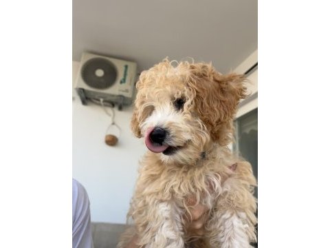 Köpeğimize eşleştirme için maltipoo dişi arıyoruz