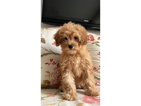Veterinerden uygun fiyatı maltipoo