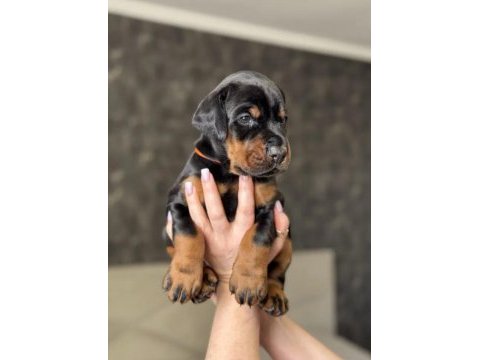 Doberman yavrularımız