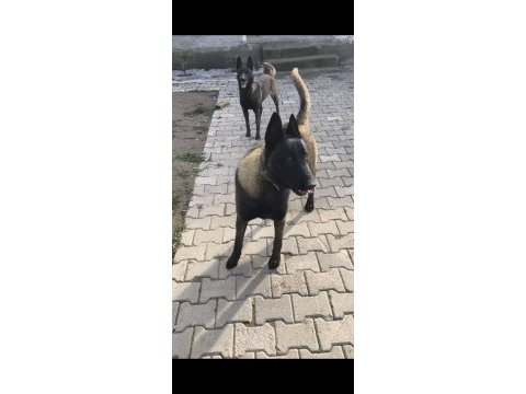 Safkan koyu renk full maskeli malinois