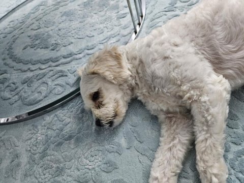 2 yaşında ücretsiz sahiplendirme maltipoo