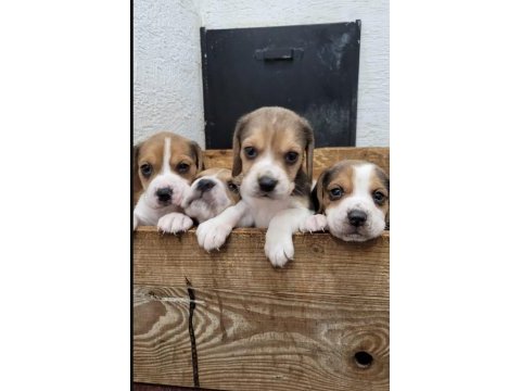 Beagle yavrularımız ırk garantilidir