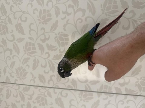 Full evcil konuşan konur 81 ile gönderim mevcuttur