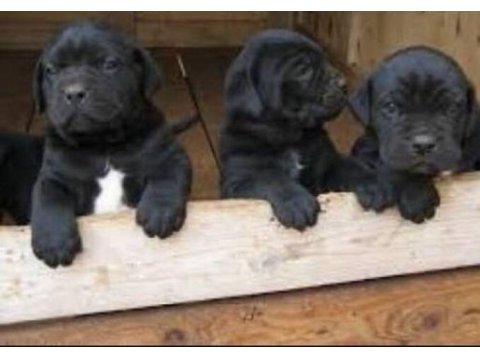 Irkının en iyisi cane corso yavrular