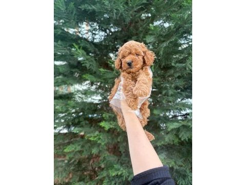 Tuvalet eğitimine uygun akıllı poodle yavrular