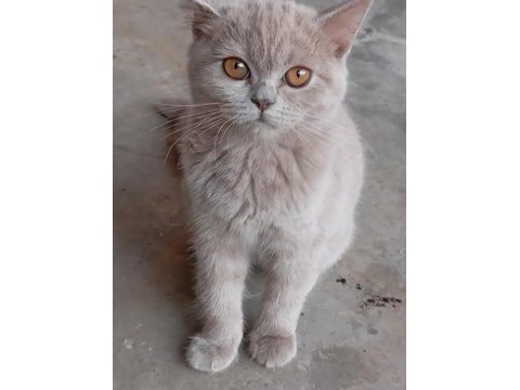 Eğitimli british shorthair