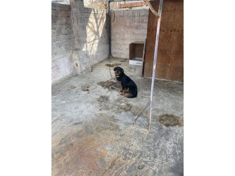 Acil sahiplendirme rottweiler