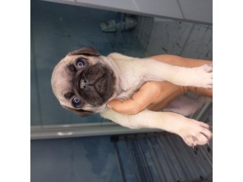 Pug yavruları