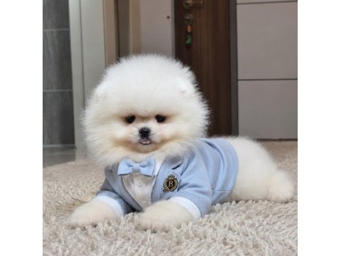 Üst kalite 1 dişi 1 erkek orijinal ırk teacup pomeranian