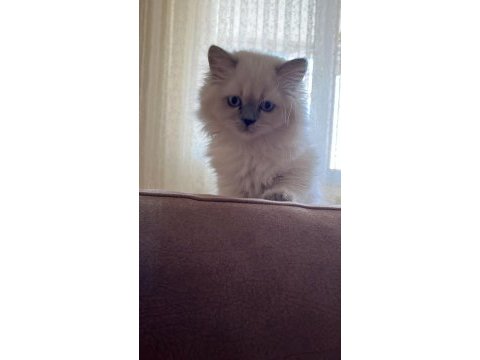 Oyuncu sevecen ve minnak british shorthair