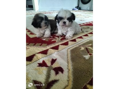 Shih tzu bebeklerimiz