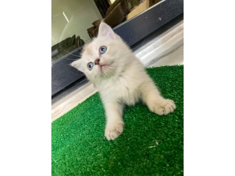 Pamuk tüylü blue point scottish