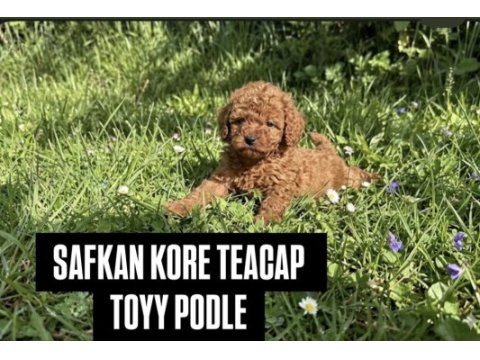 Teacup kore toy poodle bebeklerimiz