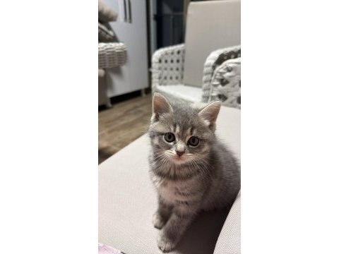 British longhair 55 günlük