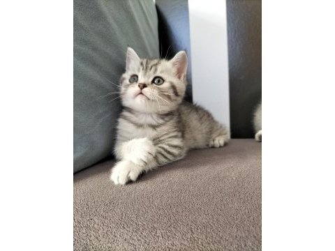 British shorthair silver tabby yavrular