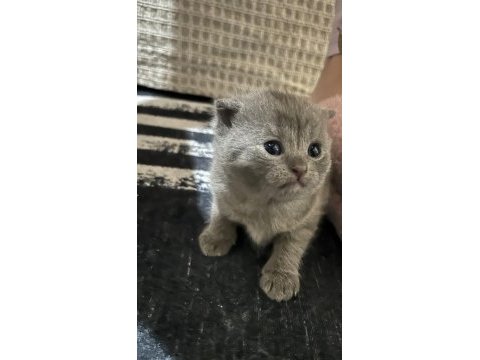 British shorthair minikler hazır