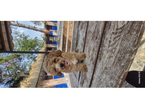 Toy poodle 2 aylık yavrularımız