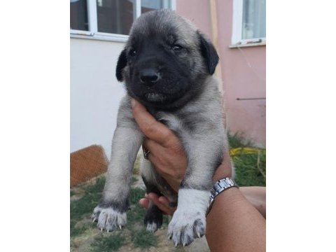 Safkan 6 tırnaklı soylu özel üretim kangal yavrular