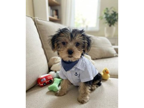Çok oyuncu sevecen yavru köpekler