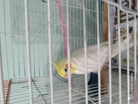 Evcil sultan papağanı