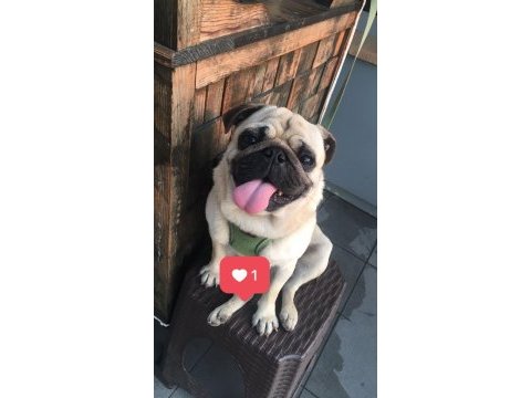 3 yaşında pug