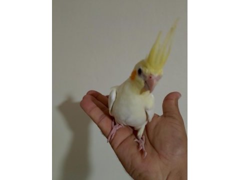 3 aylık sultan papağanı yavrular