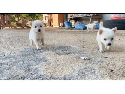 Saf tonya finosu (japon spitz)