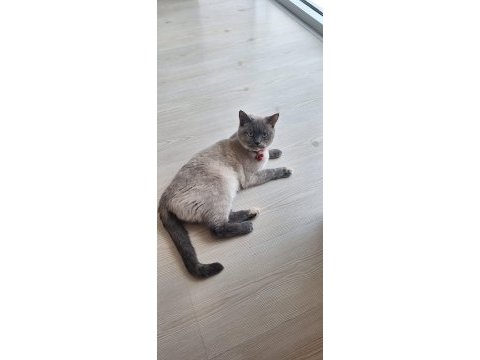 Tertemiz pırıl pırıl ev kedisi