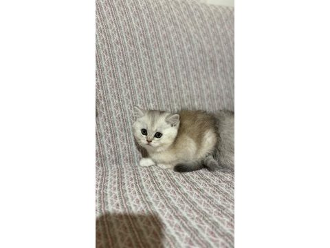 En tatlı bebek kediler burada
