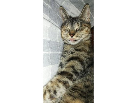 Görmek engelli tekir kedi