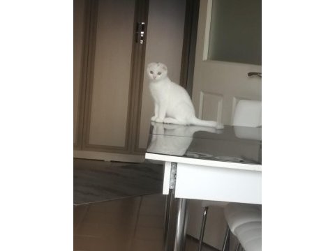 British shorthair ve scottish fold bebekler