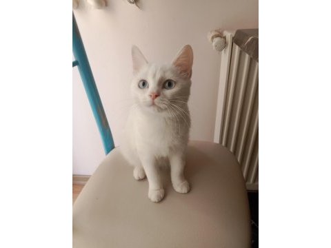 Ankara kedisi