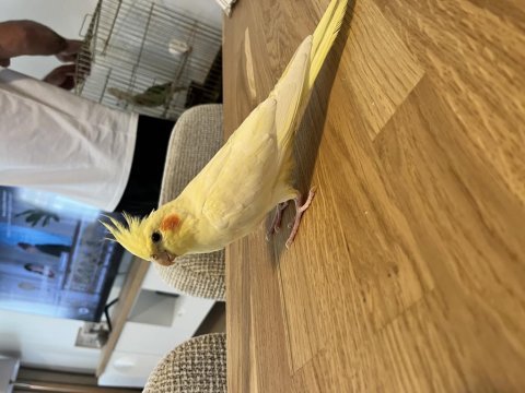 6 aylık sultan papağanı dişi