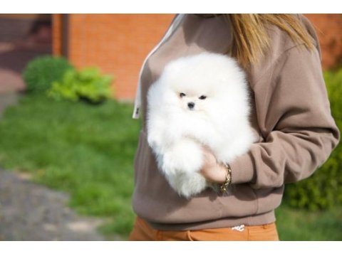 Teacup korean pomeranian yavrumuz
