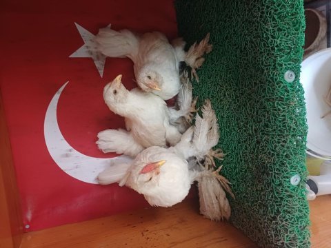 İspenç takım