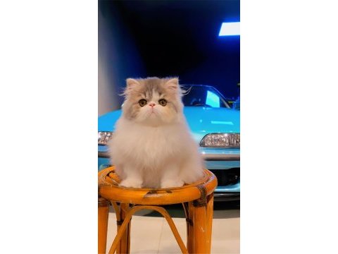 Exotic longhair kedimiz