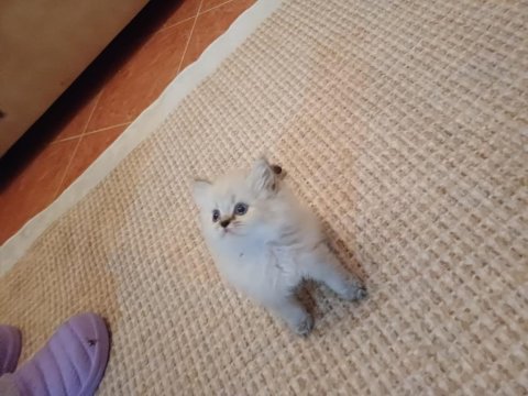 British shorthair bebekler