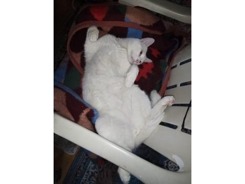 Erkek kısır ankara kedisi