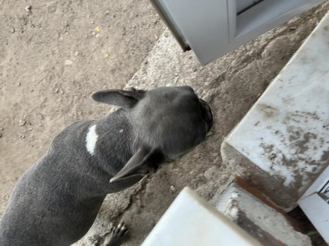 Maddi durumdan dolayı french bulldog