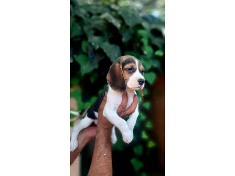 Beagle yavrularımız safkan bebişler