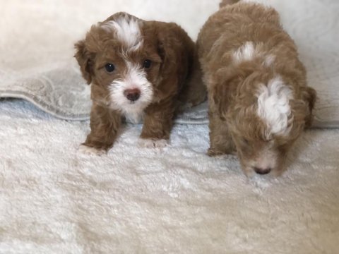 Maltipoo orjinal