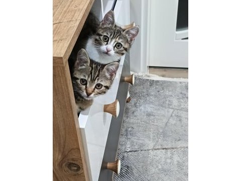 Ücretsiz sahiplendirme tekir kedisi yavruları