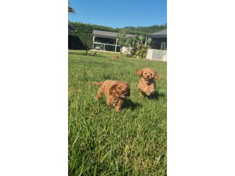 Teacup maltipoo bebekleri sizleri bekliyor 